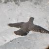 american-dipper-in-flight