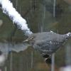 american-dipper-in-the-snow