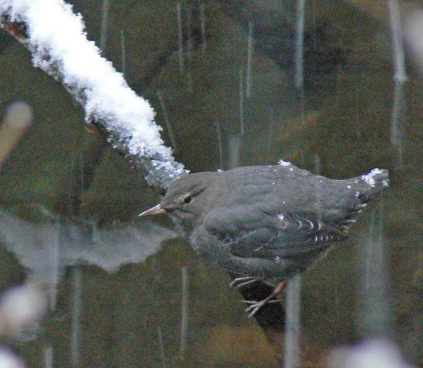 american-dipper-in-the-snow