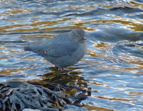 american-dipper-intertidal