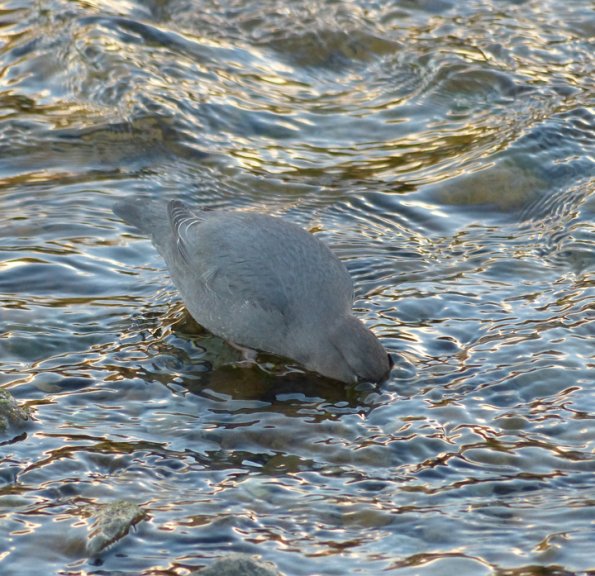 american-dipper-looking