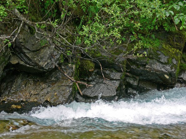 american-dipper-nest-site-1