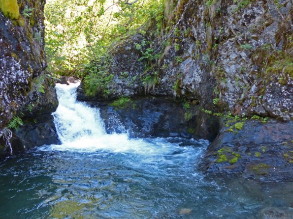 american-dipper-nest-site
