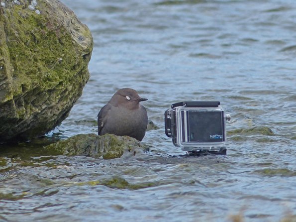 american-dipper-next-to-gopro2