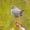 american-dipper-on-stump
