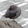american-dipper-preening