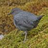 american-dipper-profile