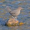 american-dipper-profile_1393718396