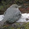 american-dipper-resting-on-ice