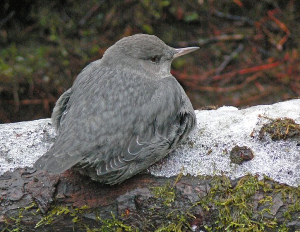 american-dipper-resting-on-ice