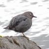 american-dipper-showing-eyelid