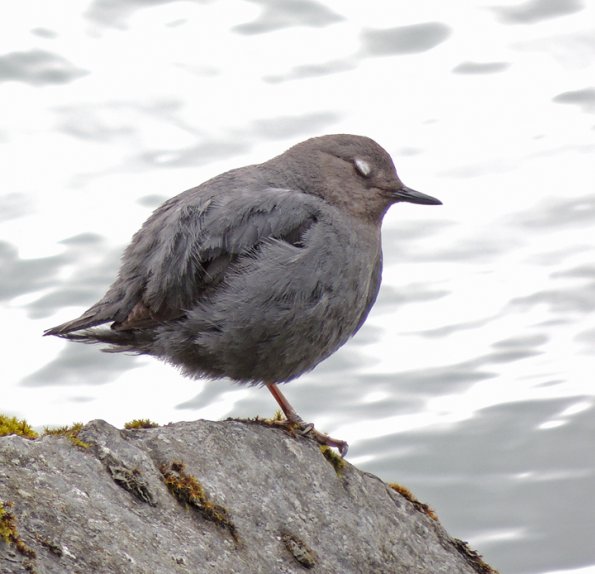 american-dipper-showing-eyelid
