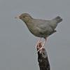 american-dipper-showing-feet