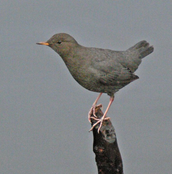 american-dipper-showing-feet