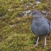 american-dipper-singing