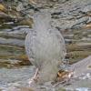 american-dipper-steep-creek