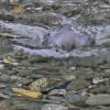 american-dipper-swimming-and-looking-1