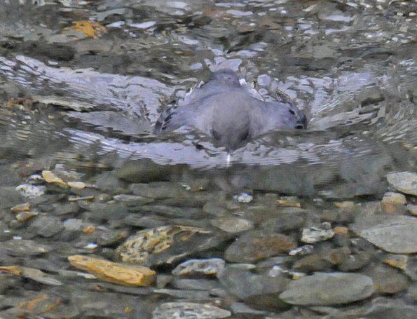 american-dipper-swimming-and-looking-1