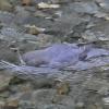 american-dipper-swimming-and-looking-3