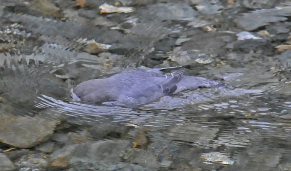 american-dipper-swimming-and-looking-3