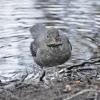 american-dipper-with-caddisfly
