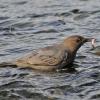 american-dipper-with-chum-salmon-fry