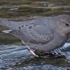 american-dipper-with-chum-salmon-fry_1332385655