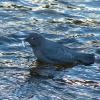 american-dipper-with-chum-salmon-fry_1393718389