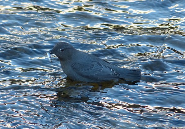 american-dipper-with-chum-salmon-fry_1393718389
