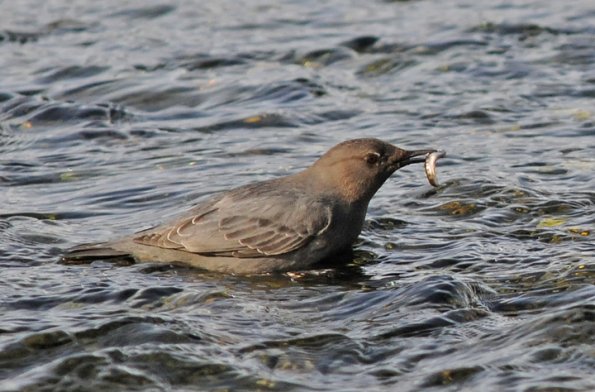 american-dipper-with-chum-salmon-fry