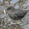 american-dipper-with-coho-salmon-young