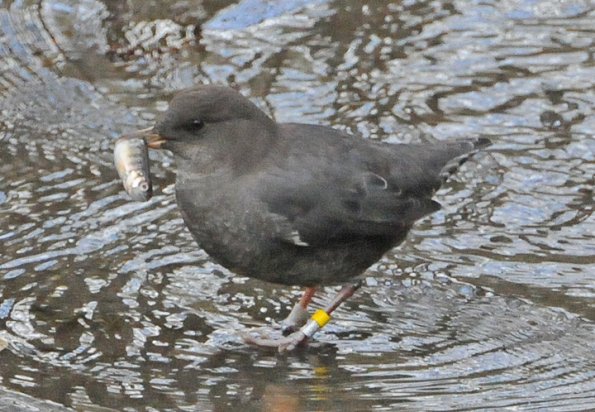 american-dipper-with-coho-salmon-young