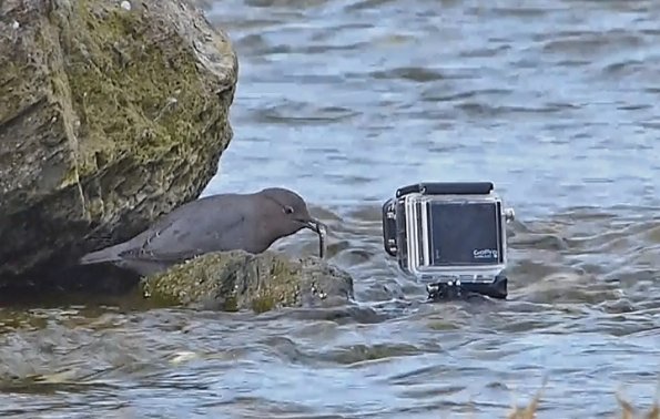 american-dipper-with-fish-in-front-of-gopro