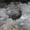 american-dipper-with-mouth-full-of-aquatic-insects