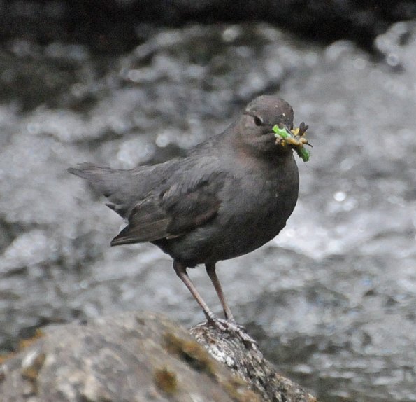 american-dipper-with-mouth-full-of-aquatic-insects