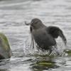 american-dipper-with-pink-salmon-fry-1