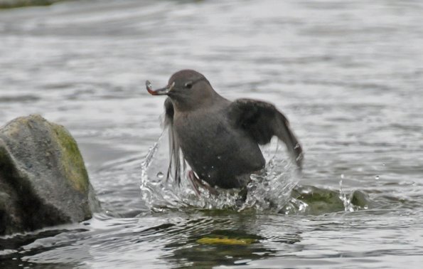 american-dipper-with-pink-salmon-fry-1