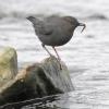 american-dipper-with-pink-salmon-fry-2