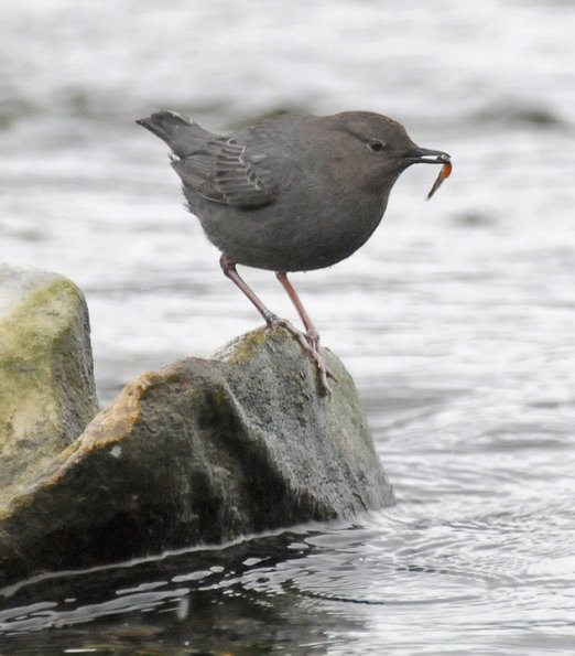 american-dipper-with-pink-salmon-fry-2