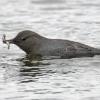 american-dipper-with-pink-salmon-fry-3