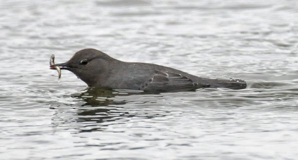 american-dipper-with-pink-salmon-fry-3