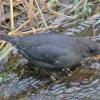 american-dipper-with-salmon-egg