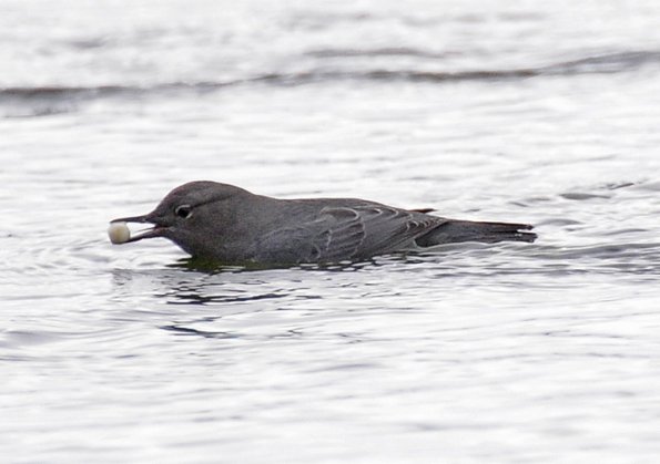american-dipper-with-salmon-egg_1330476961