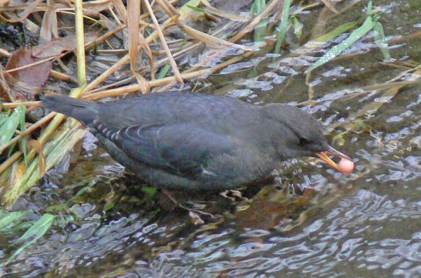 american-dipper-with-salmon-egg