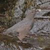 american-dipper-with-sockeye-young