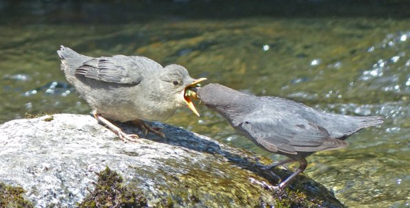 american-dipper-young-getting-fed-caddisfly-larvae
