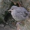 american-dipper-youngster-2
