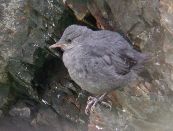 american-dipper-youngster-2