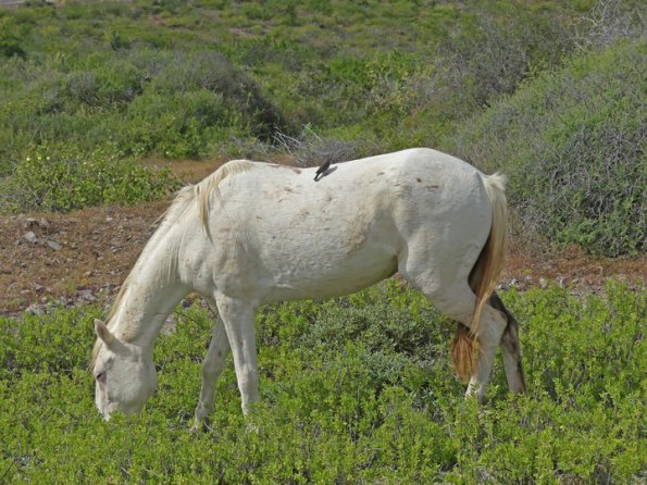 Brown-headed-Cowbird-on-horse-2