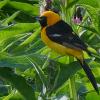 Hooded-Oriole-Community-Gardens-Juneau-Sept.-20-2015